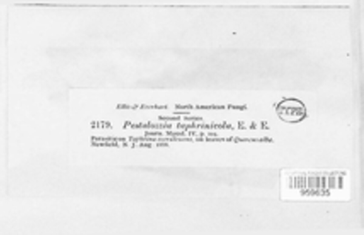Monochaetia image